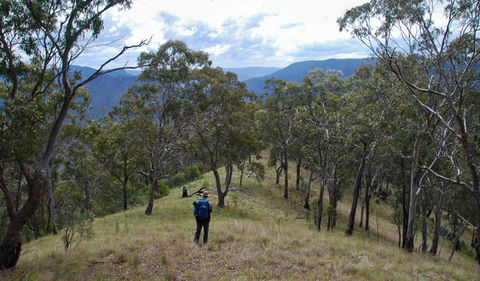The Green Gully Track - Accommodation Mount Tamborine 1