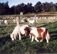 Trudgalong Farm - Accommodation Mount Tamborine