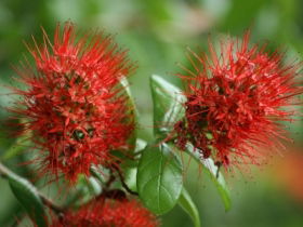 Hervey Bay Botanic Gardens - Accommodation Mount Tamborine 2