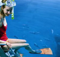 Roy Rufus Artificial Reef Dive Site - Accommodation Mount Tamborine