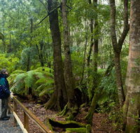 Monga National Park - Accommodation Mount Tamborine