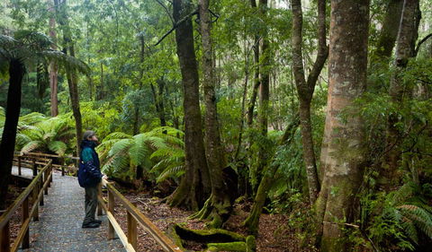 Monga National Park - Accommodation Mount Tamborine 0