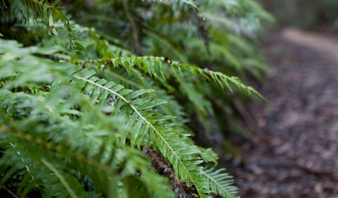 Monga National Park - Accommodation Mount Tamborine 2