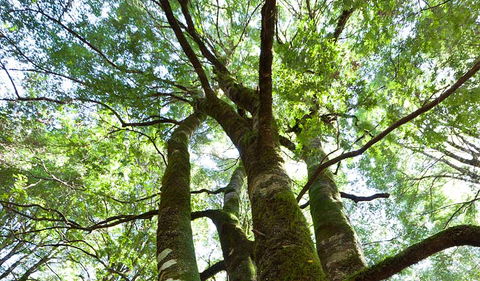 Monga National Park - Accommodation Mount Tamborine 3