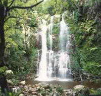 Budderoo National Park - The Falls Walk - Accommodation Mount Tamborine
