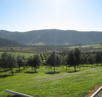 Hastings Valley Olives - Accommodation Mount Tamborine