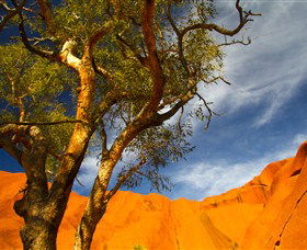 The Artery Aboriginal Art - Accommodation Mount Tamborine 2