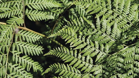Glenrock State Conservation Area - Accommodation Mount Tamborine 3