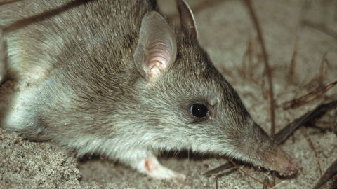 Glenrock State Conservation Area - Accommodation Mount Tamborine 2