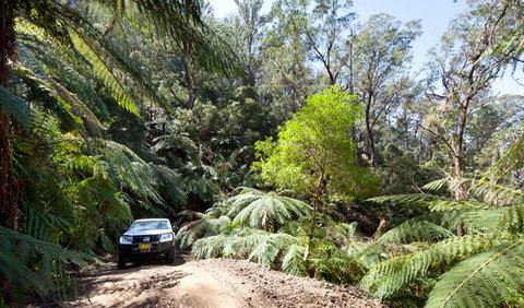 Wadbilliga Road Drive - Accommodation Mount Tamborine 3