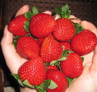 The Strawberry Farm - Accommodation Mount Tamborine