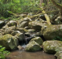 Booyong walking track - Accommodation Mount Tamborine