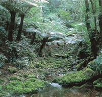 The Corn Trail Walk - Accommodation Mount Tamborine