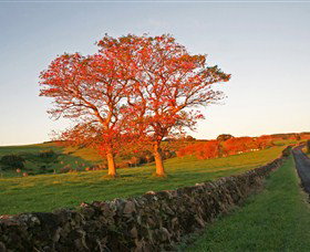 Saddleback Mountain Lookout - Accommodation Mount Tamborine 2