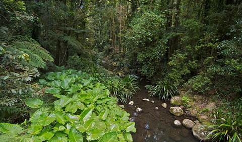 Brindle Creek Picnic Area - Accommodation Mount Tamborine 1