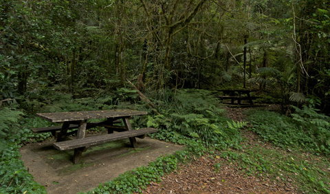 Brindle Creek Picnic Area - Accommodation Mount Tamborine 2