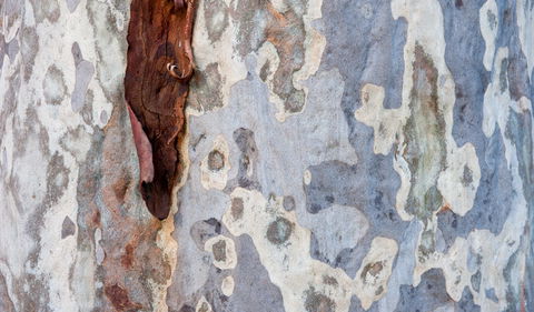 Delta Track - Accommodation Mount Tamborine 1