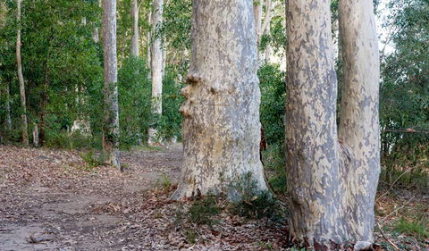Delta Track - Accommodation Mount Tamborine 3