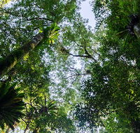 Botanic walk - Accommodation Mount Tamborine