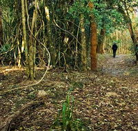 Sand track walk north - Accommodation Mount Tamborine