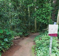 Walk with the Birds boardwalk - Accommodation Mount Tamborine