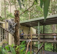 Daisy Hill Koala Centre - Accommodation Mount Tamborine