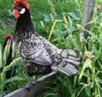 Merry Maidens Veggies - Accommodation Mount Tamborine