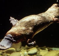 Platypus Pool - Accommodation Mount Tamborine