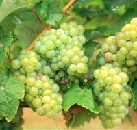 Red Tail Wines - Accommodation Mount Tamborine