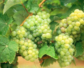 Red Tail Wines - Accommodation Mount Tamborine 0