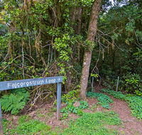 Falcorostrum loop walking track - Accommodation Mount Tamborine