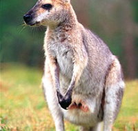 Venman Bushland National Park - Accommodation Mount Tamborine