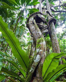 Tamborine Rainforest Skywalk - Accommodation Mount Tamborine 0