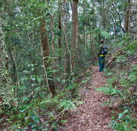 Blackbutt walking track - Accommodation Mount Tamborine