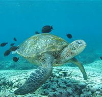 Flinders Reef Dive Site - Accommodation Mount Tamborine