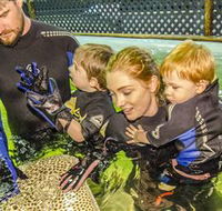 Irukandji Shark and Ray Encounters - Accommodation Mount Tamborine