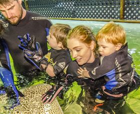Irukandji Shark And Ray Encounters - Accommodation Mount Tamborine 0