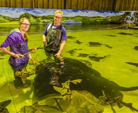 Irukandji Shark And Ray Encounters - Accommodation Mount Tamborine 3