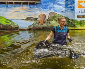 Irukandji Shark And Ray Encounters - Accommodation Mount Tamborine 7
