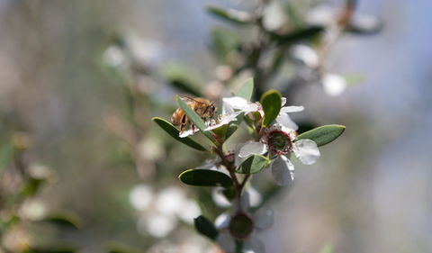 Murramarang Aboriginal Area - Accommodation Mount Tamborine 2