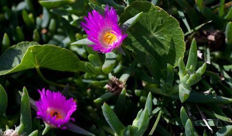 Murramarang Aboriginal Area - Accommodation Mount Tamborine 3