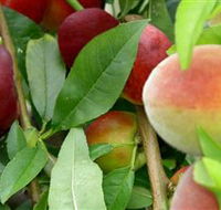 Fruit Salad Tree Company - Accommodation Mount Tamborine