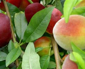 Fruit Salad Tree Company - Accommodation Mount Tamborine 0