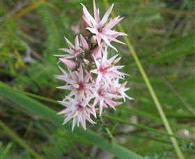 Booderee National Park: Green Patch And Telegraph Creek Walking Tracks - Accommodation Mount Tamborine 5