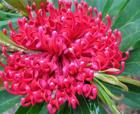 Booderee National Park: Green Patch And Telegraph Creek Walking Tracks - Accommodation Mount Tamborine 3
