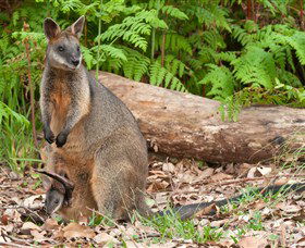 Booderee National Park: Green Patch And Telegraph Creek Walking Tracks - Accommodation Mount Tamborine 7