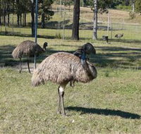 Glen Ian Ostrich and Emu Farm - Accommodation Mount Tamborine
