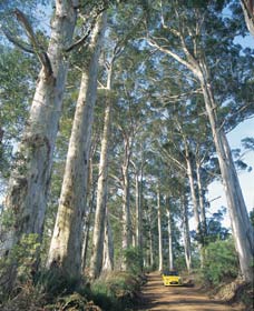 The Great Forest Trees Drive - Accommodation Mount Tamborine 0