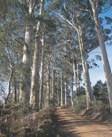 The Great Forest Trees Drive - Accommodation Mount Tamborine 1
