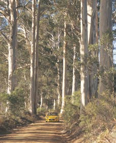 The Great Forest Trees Drive - Accommodation Mount Tamborine 2